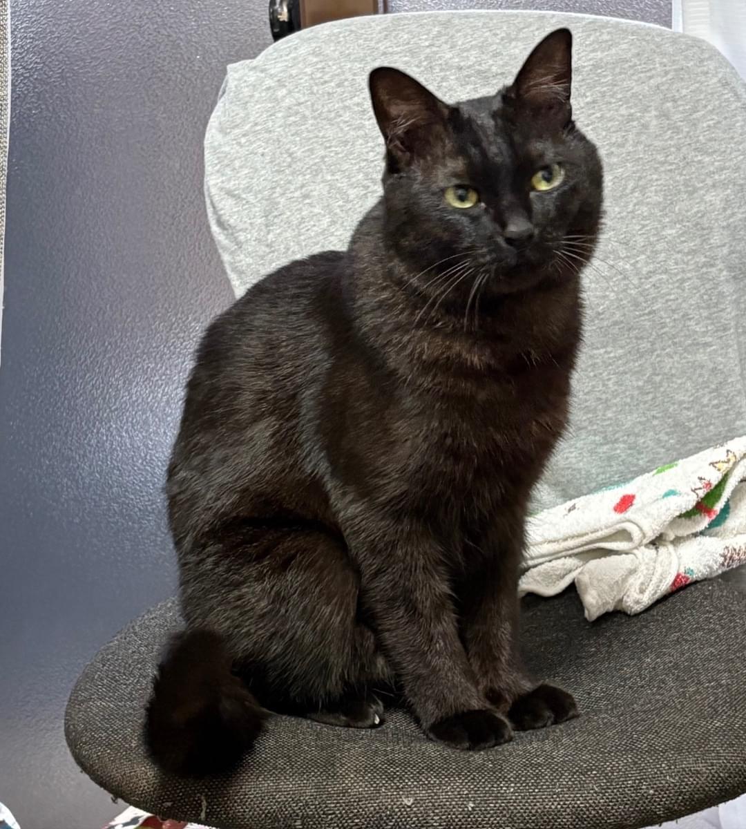 黒猫 探しています。