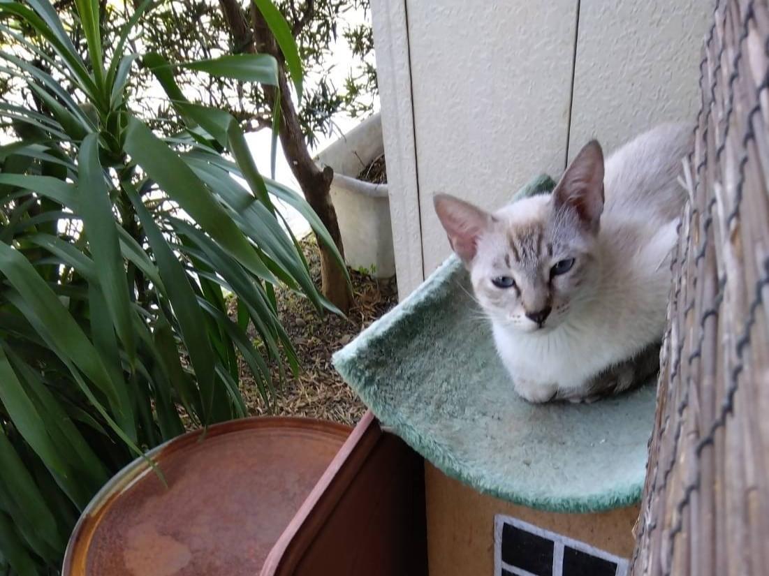 目撃された猫 目撃された猫