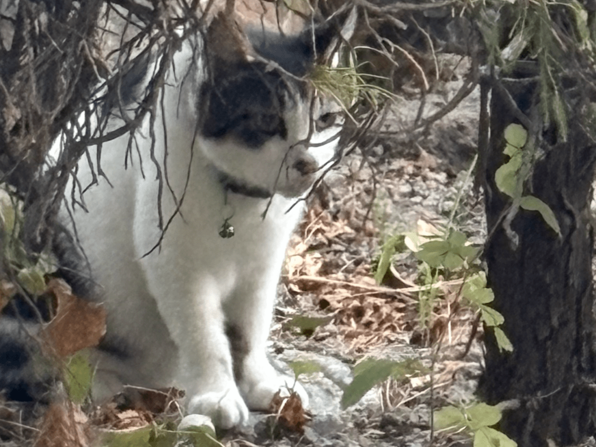 目撃された猫 目撃された猫