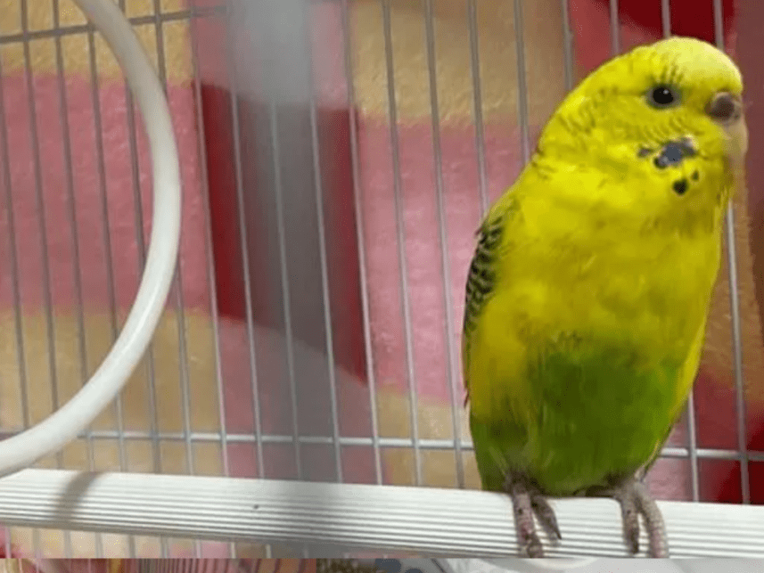 保護された鳥 保護された鳥