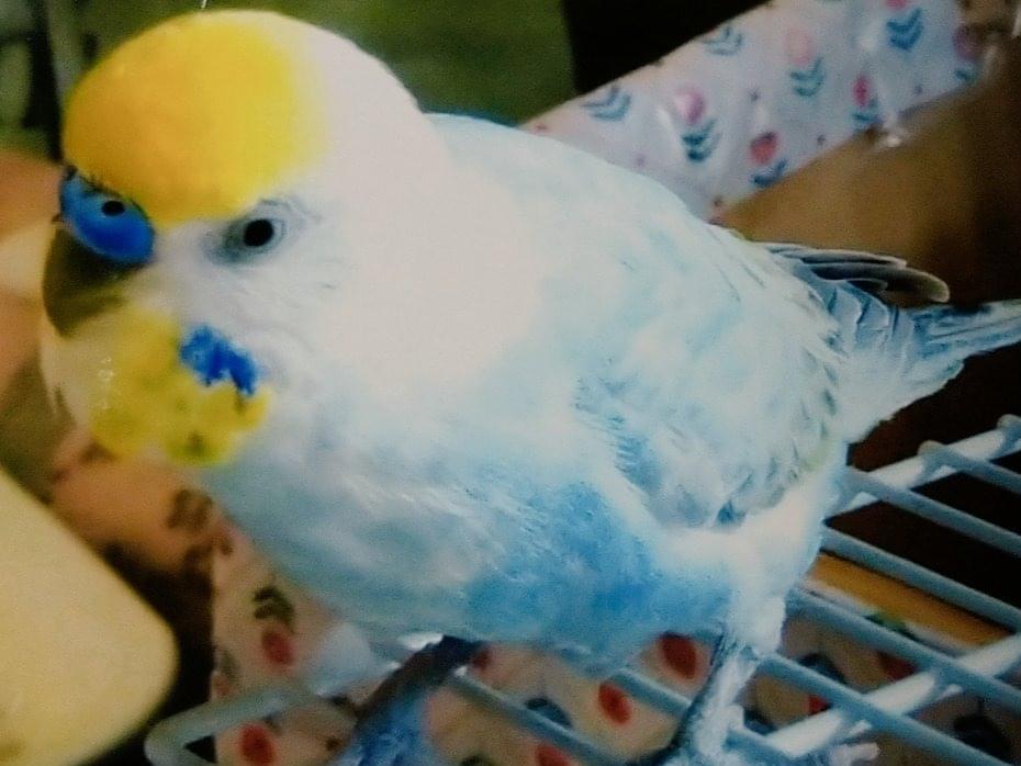 らむちゃん らむちゃん