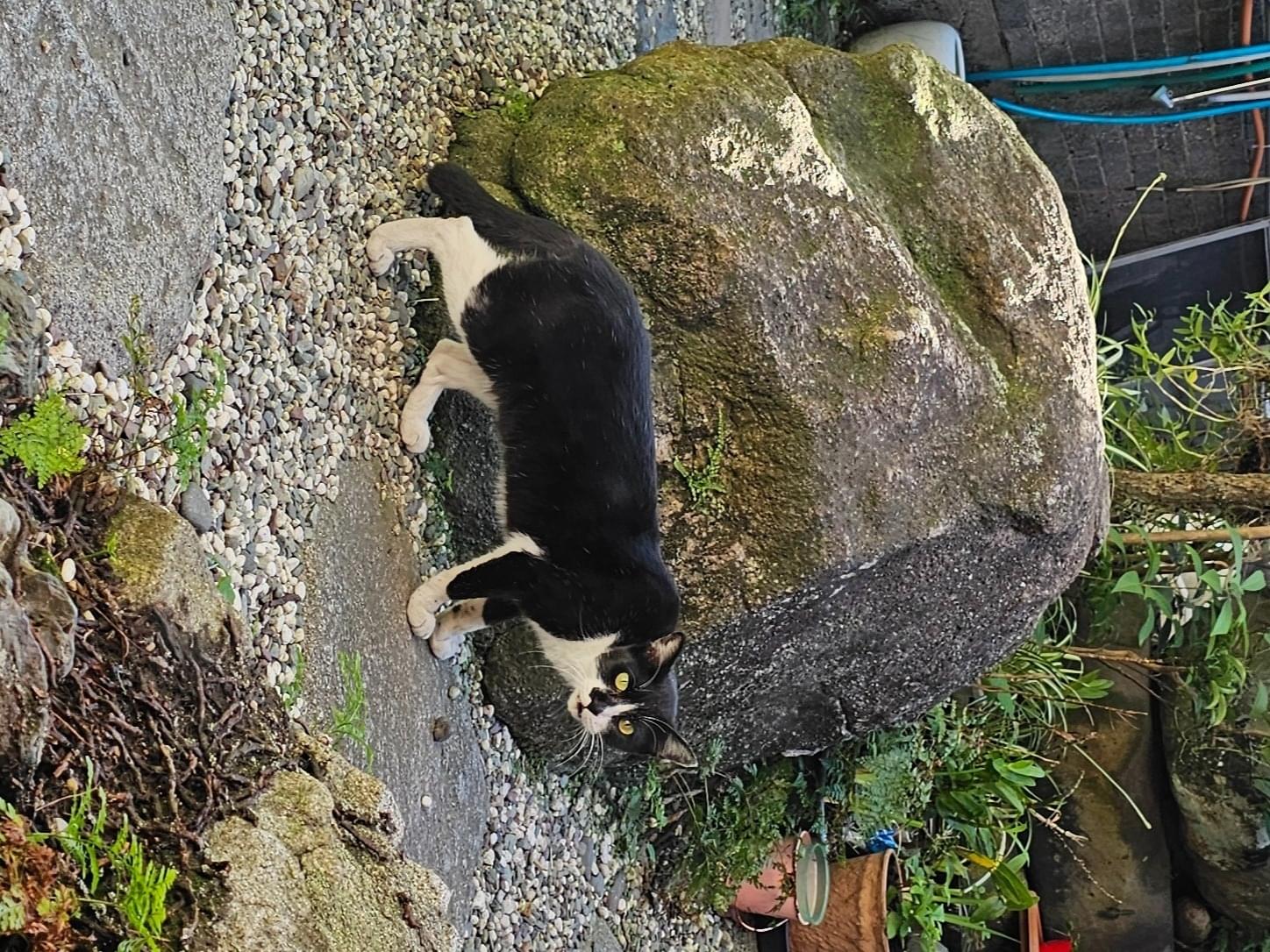 目撃された猫 目撃された猫