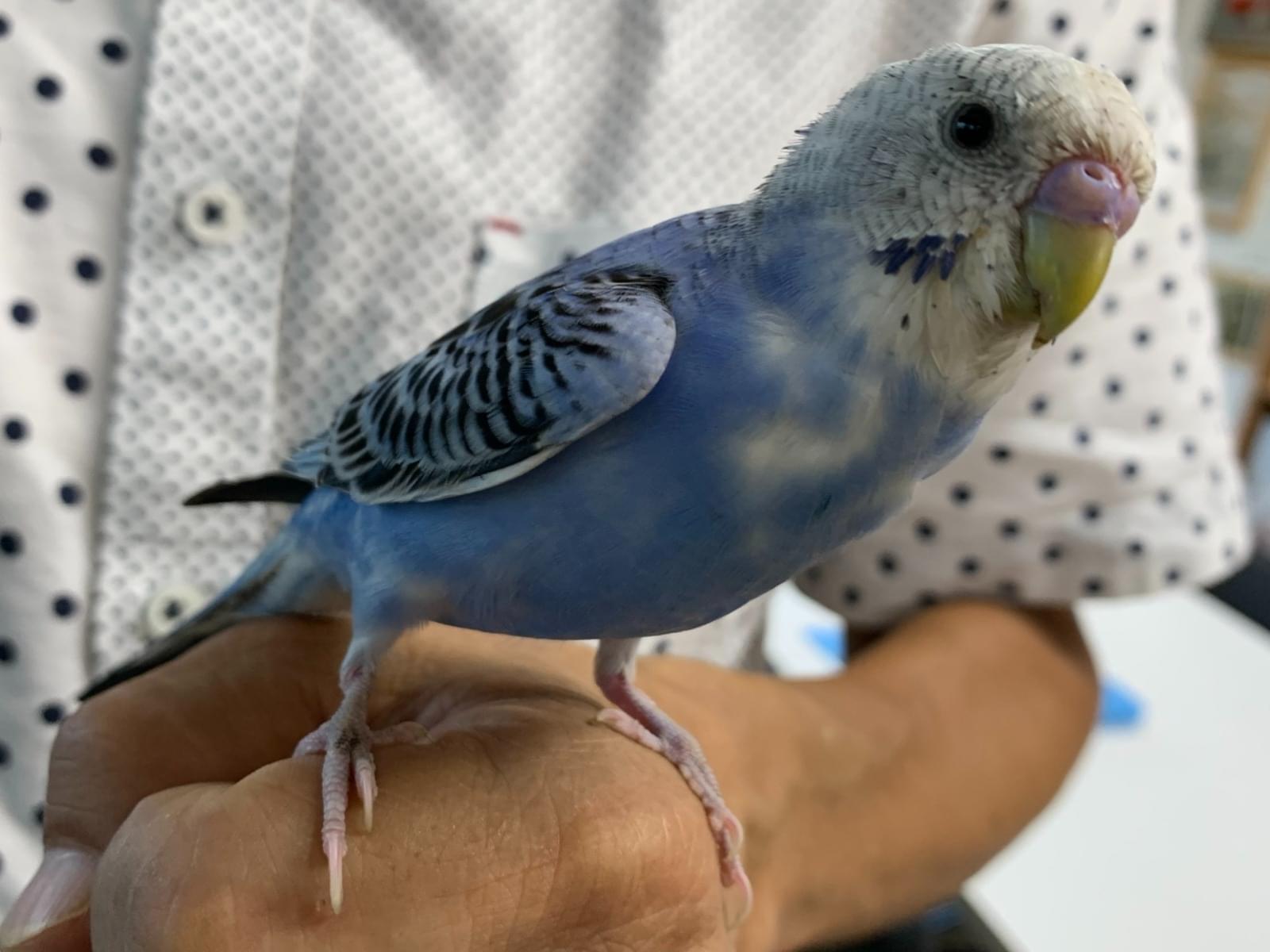 保護された鳥 保護された鳥