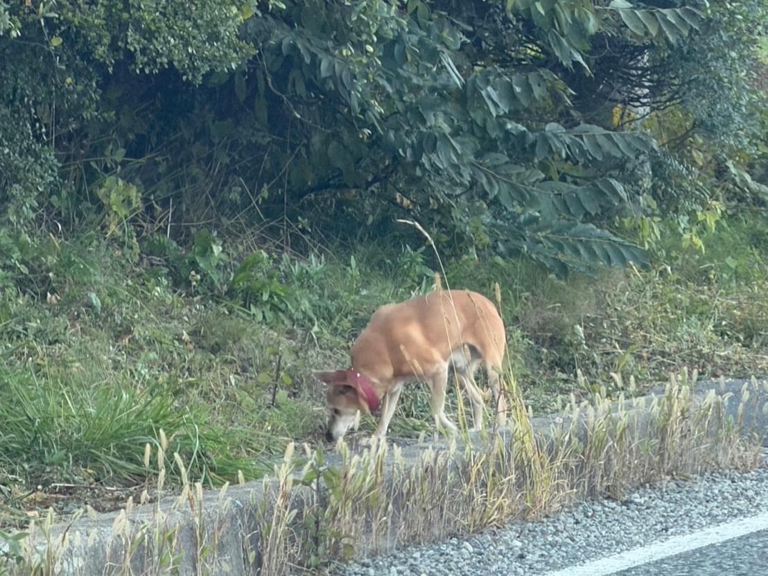目撃された犬