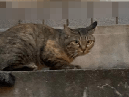 目撃された猫 目撃された猫