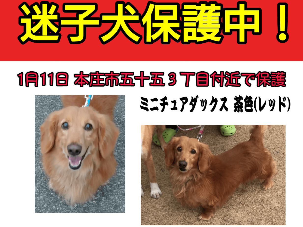 保護された犬 保護された犬
