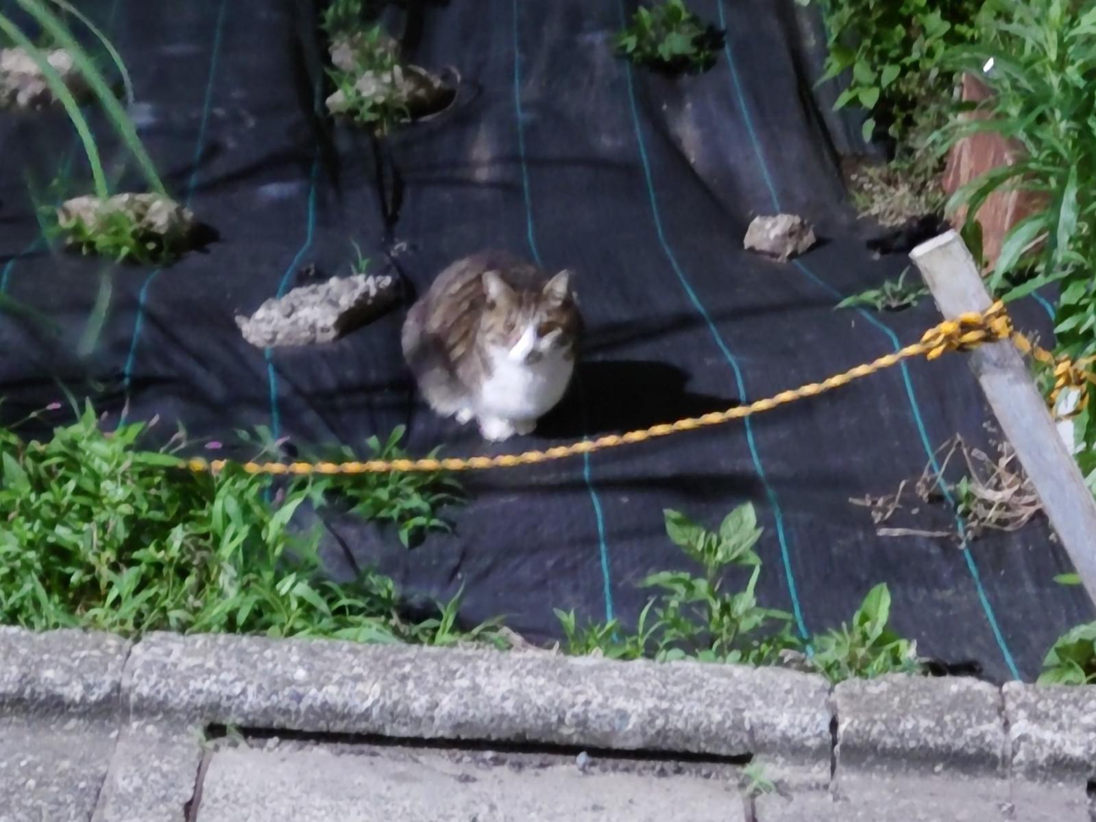 目撃された猫 目撃された猫