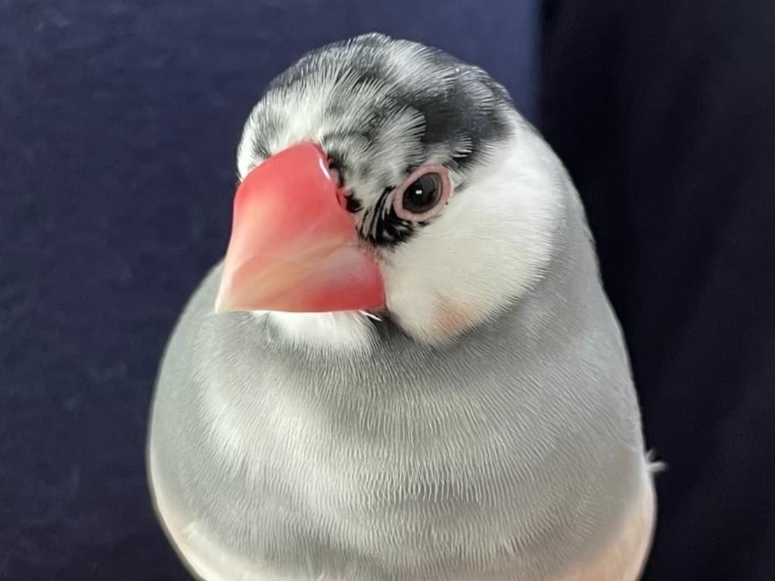 モモちゃん モモちゃん