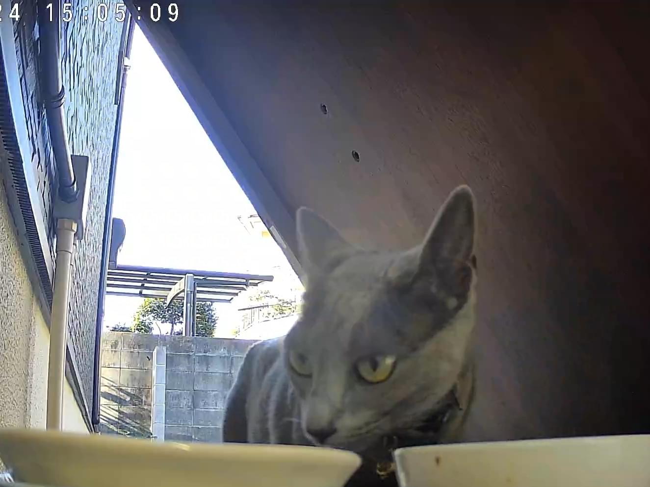 目撃された猫 目撃された猫