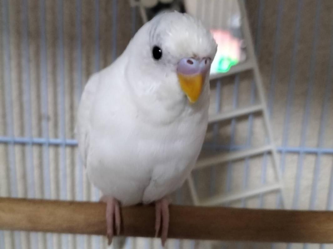 シュガーちゃん シュガーちゃん