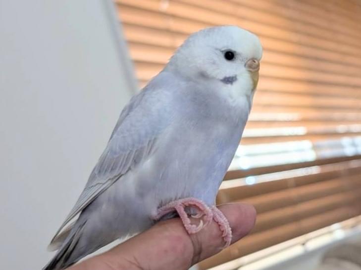 こっちゃん こっちゃん
