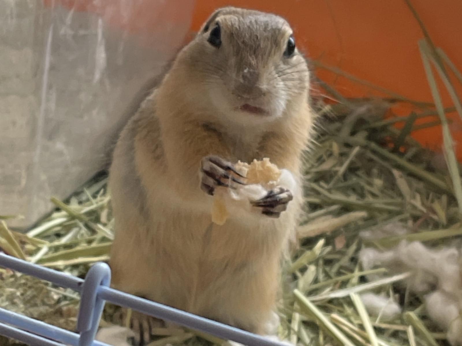 ぴっぴちゃん ぴっぴちゃん