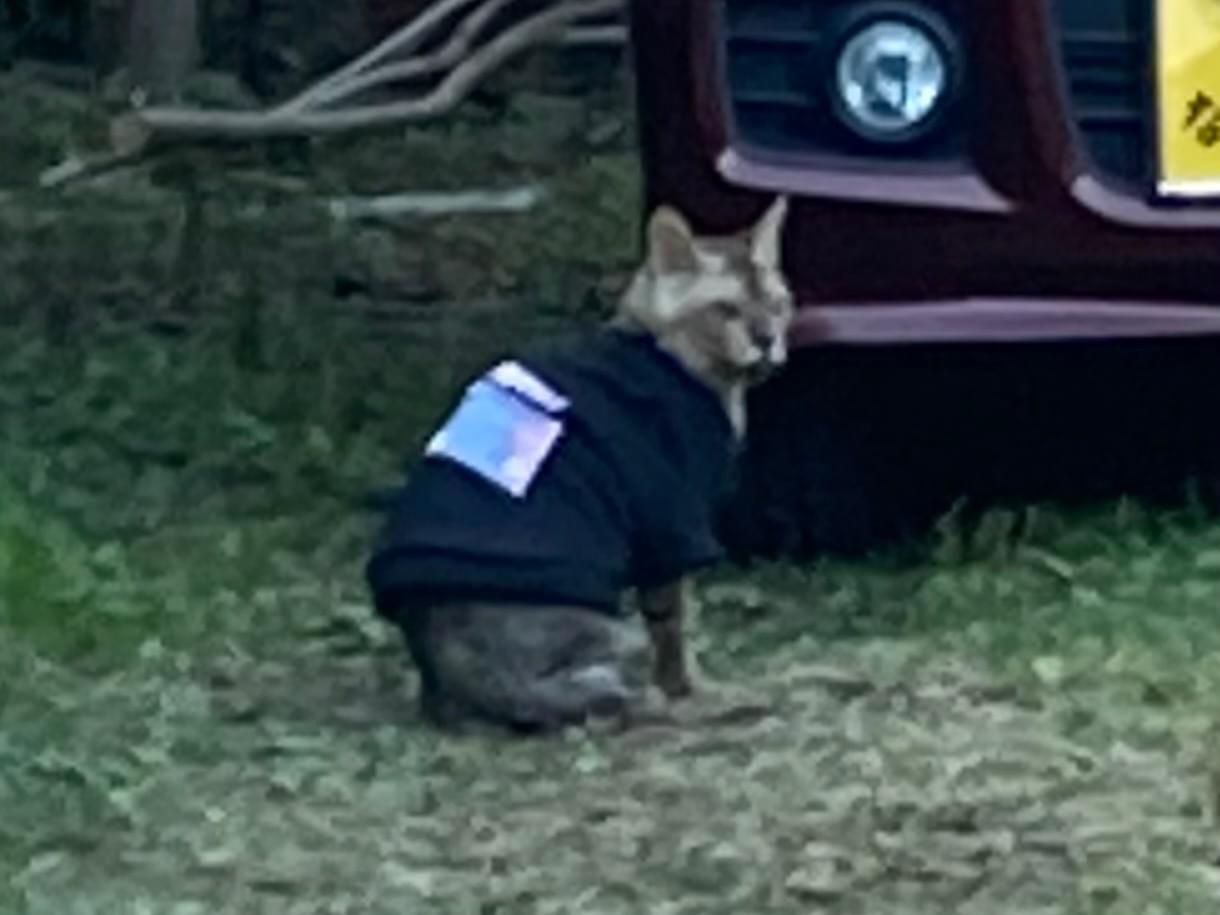 目撃された猫 目撃された猫