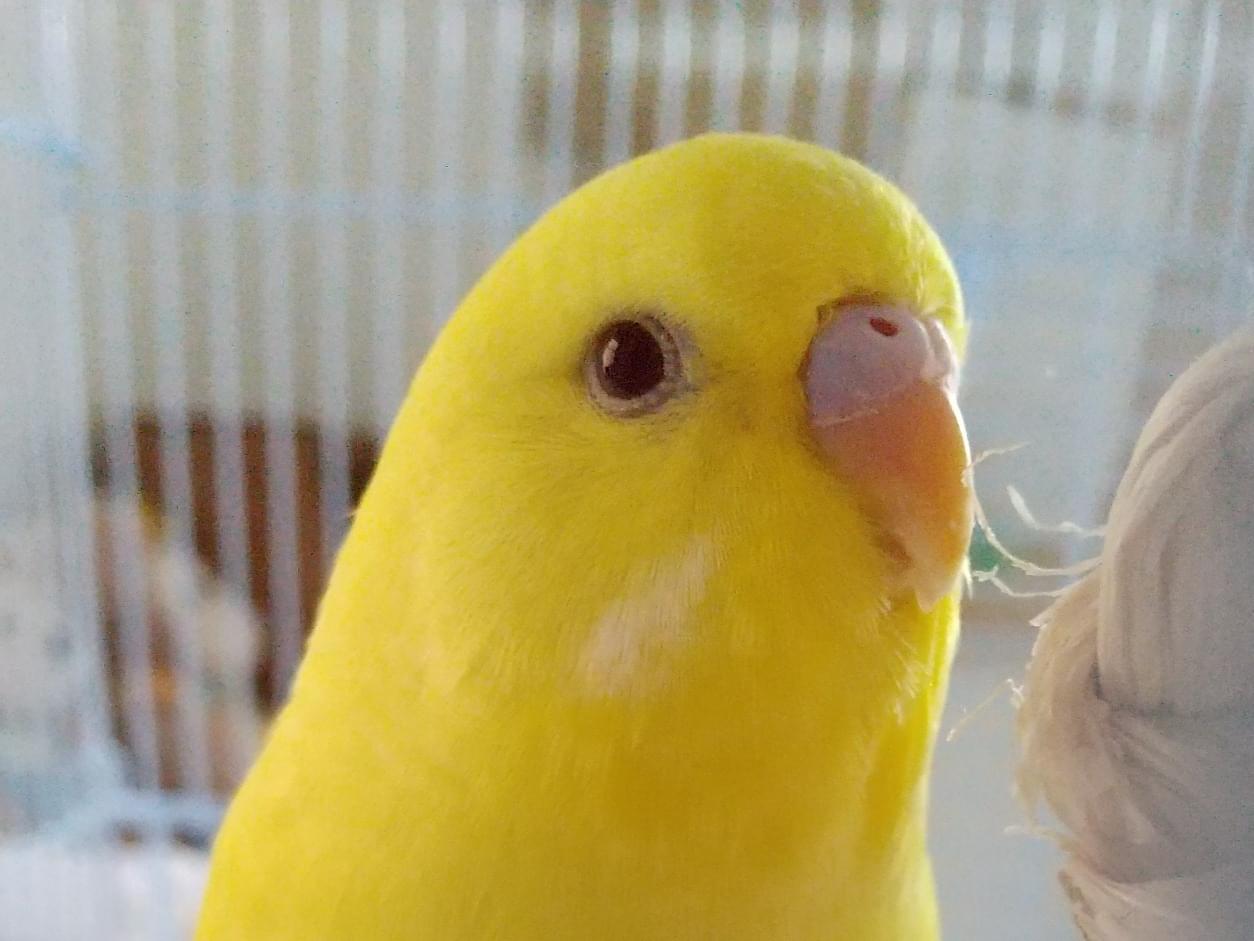 れもんちゃん れもんちゃん