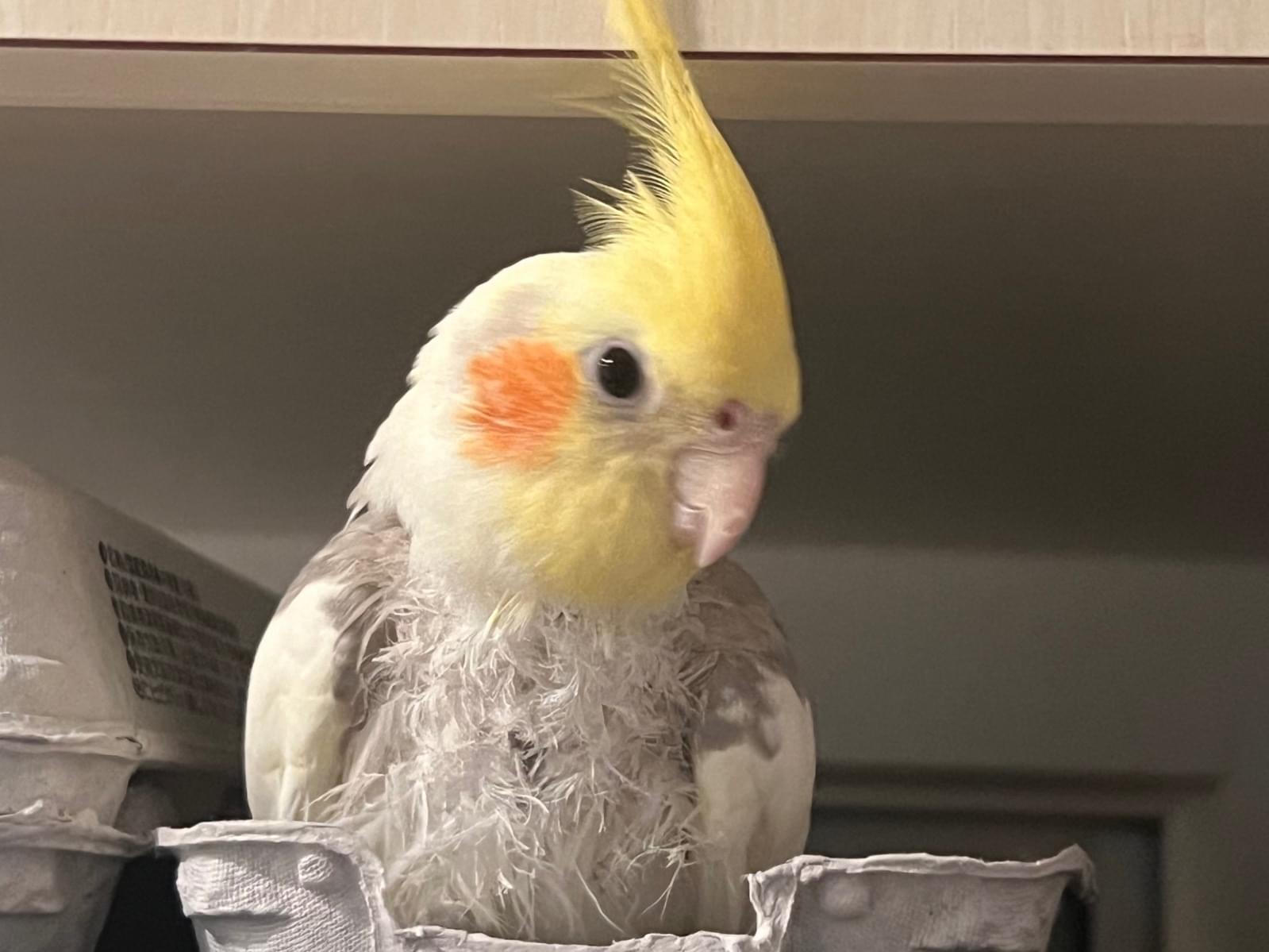 もなかちゃん もなかちゃん