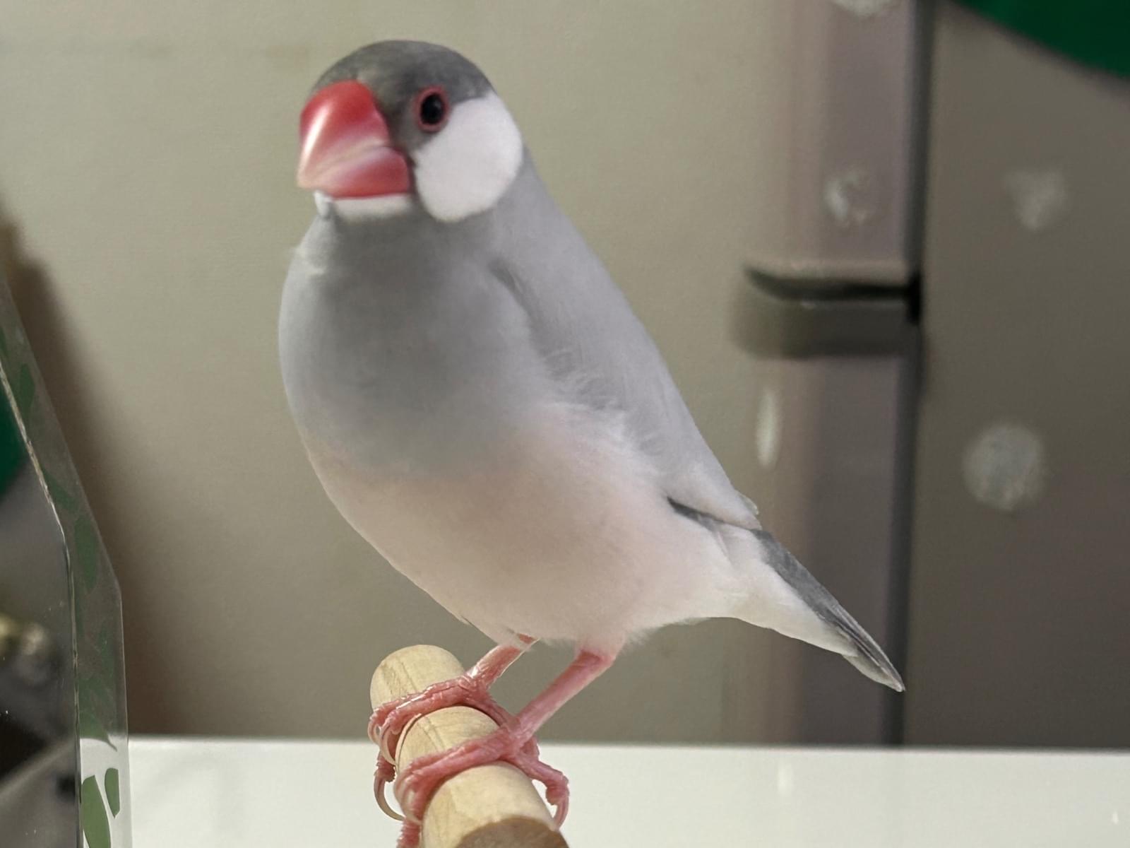 ロビンちゃん