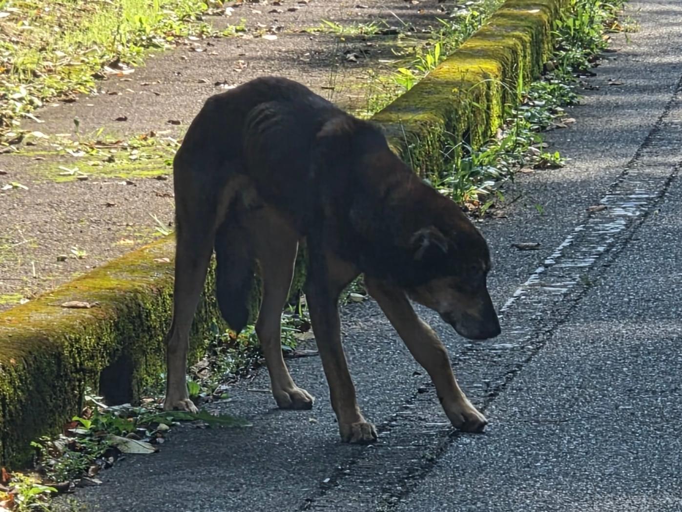 目撃された犬