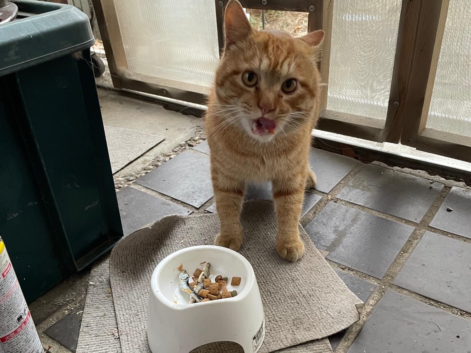 目撃された猫 目撃された猫
