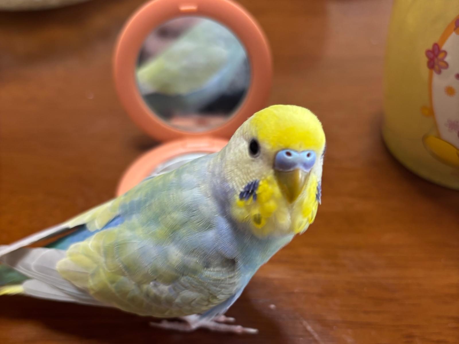 アオちゃん