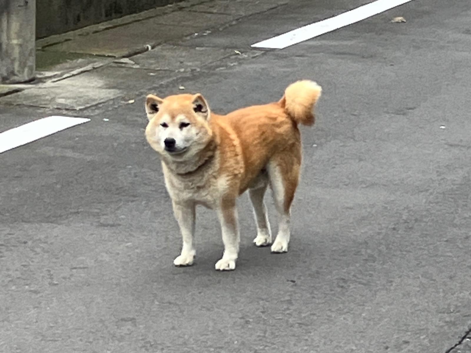 目撃された犬