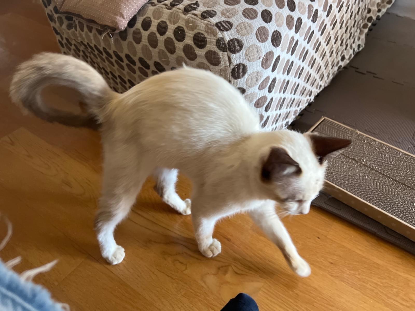 保護された猫 保護された猫