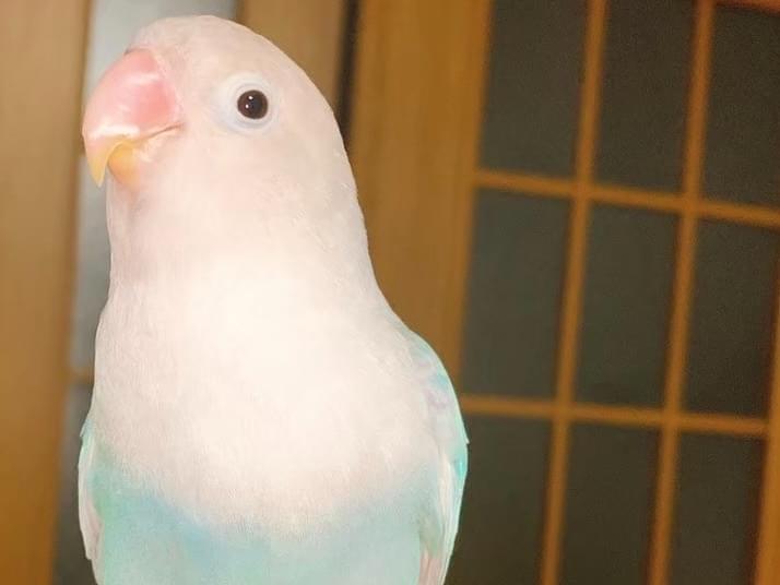 しーちゃん しーちゃん