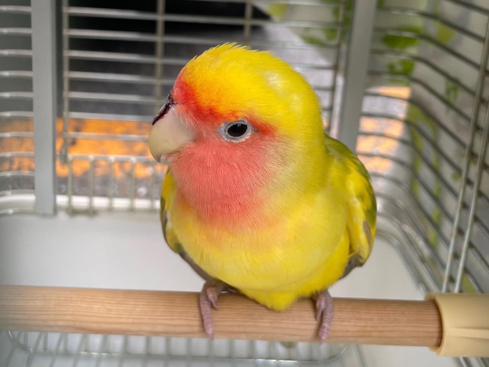 保護された鳥 保護された鳥
