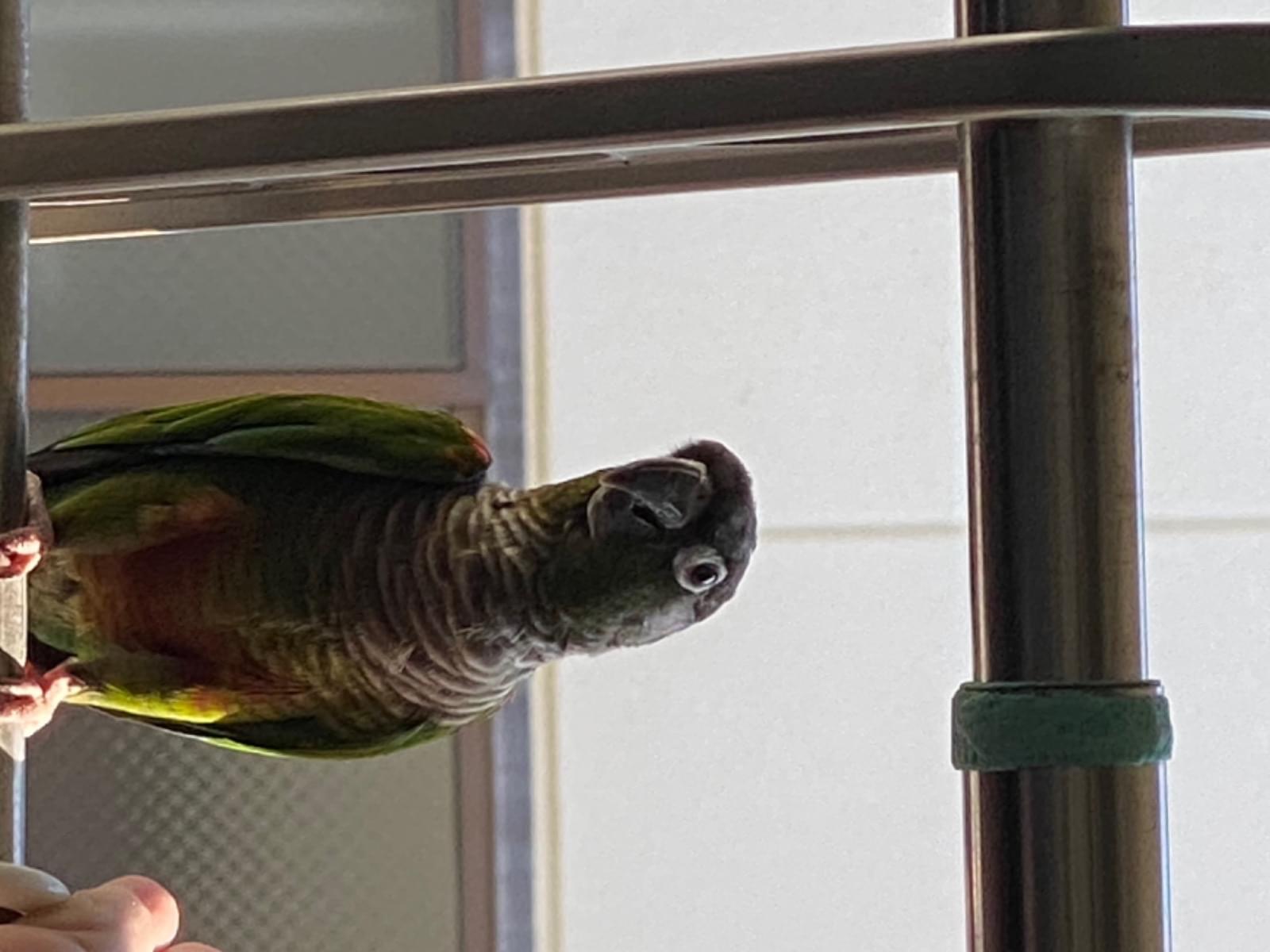 保護された鳥 保護された鳥