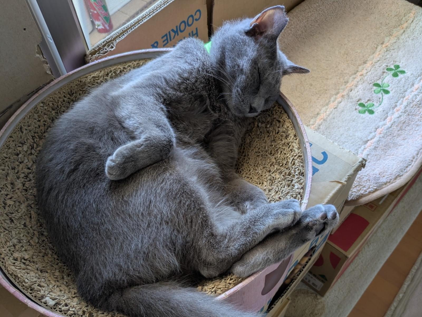 ソラちゃん ソラちゃん