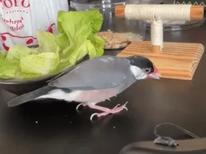 迷子の桜文鳥を探しています