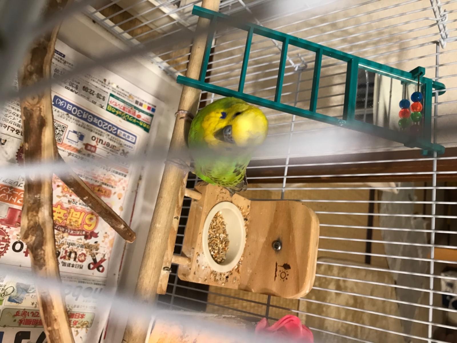 保護された鳥 保護された鳥