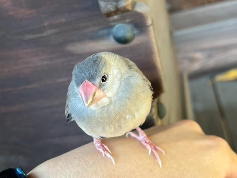 保護された鳥 保護された鳥