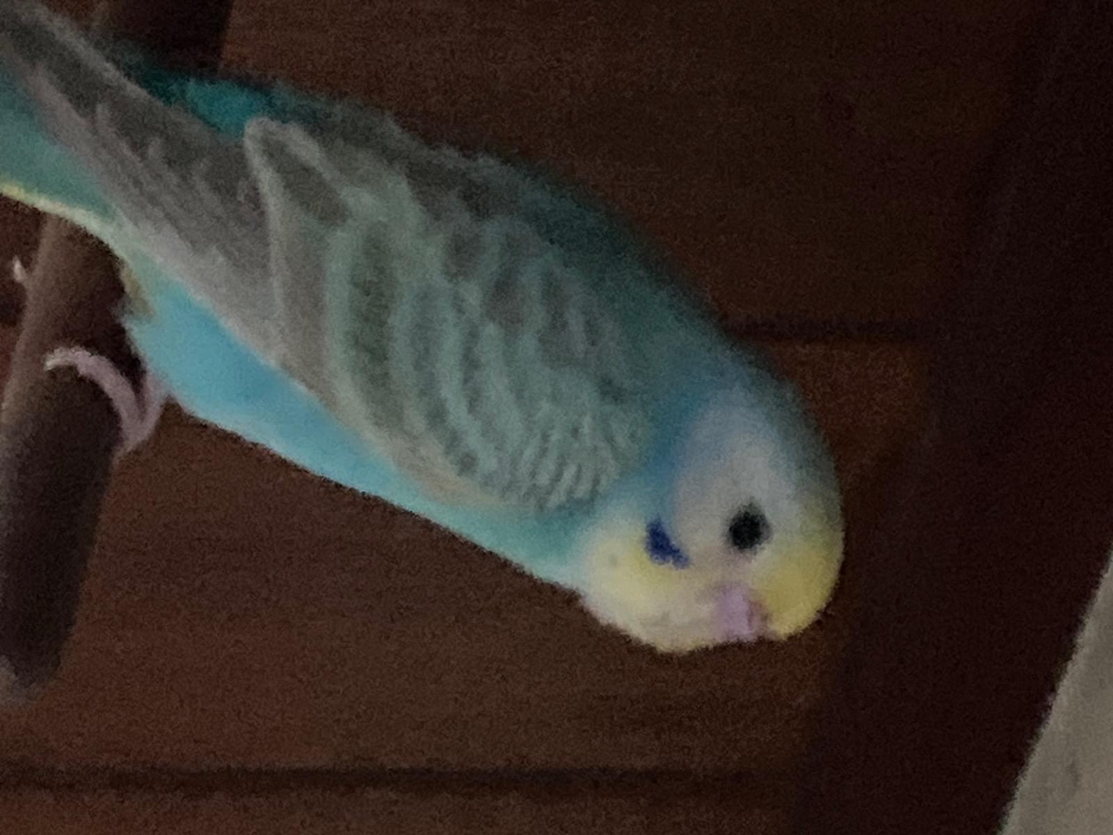 空ちゃん 空ちゃん