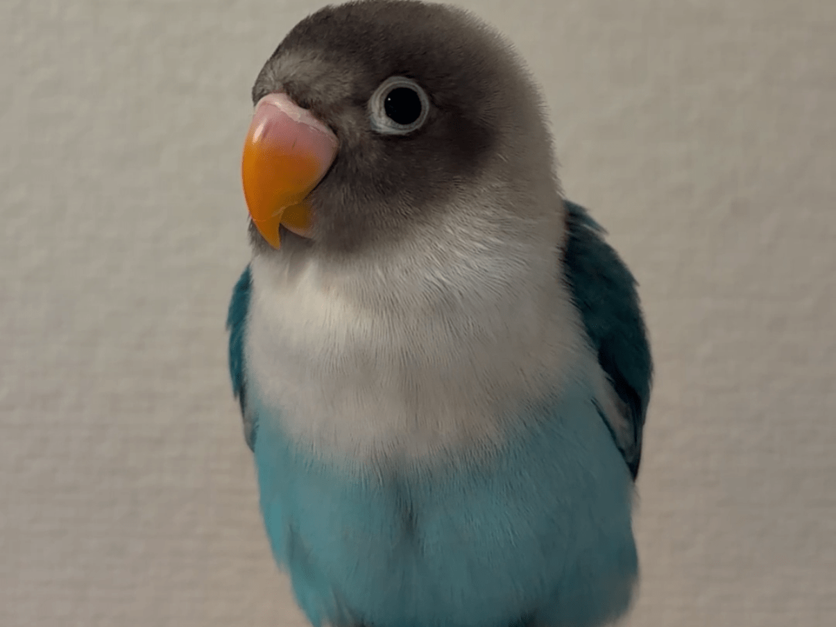 ピコちゃん ピコちゃん