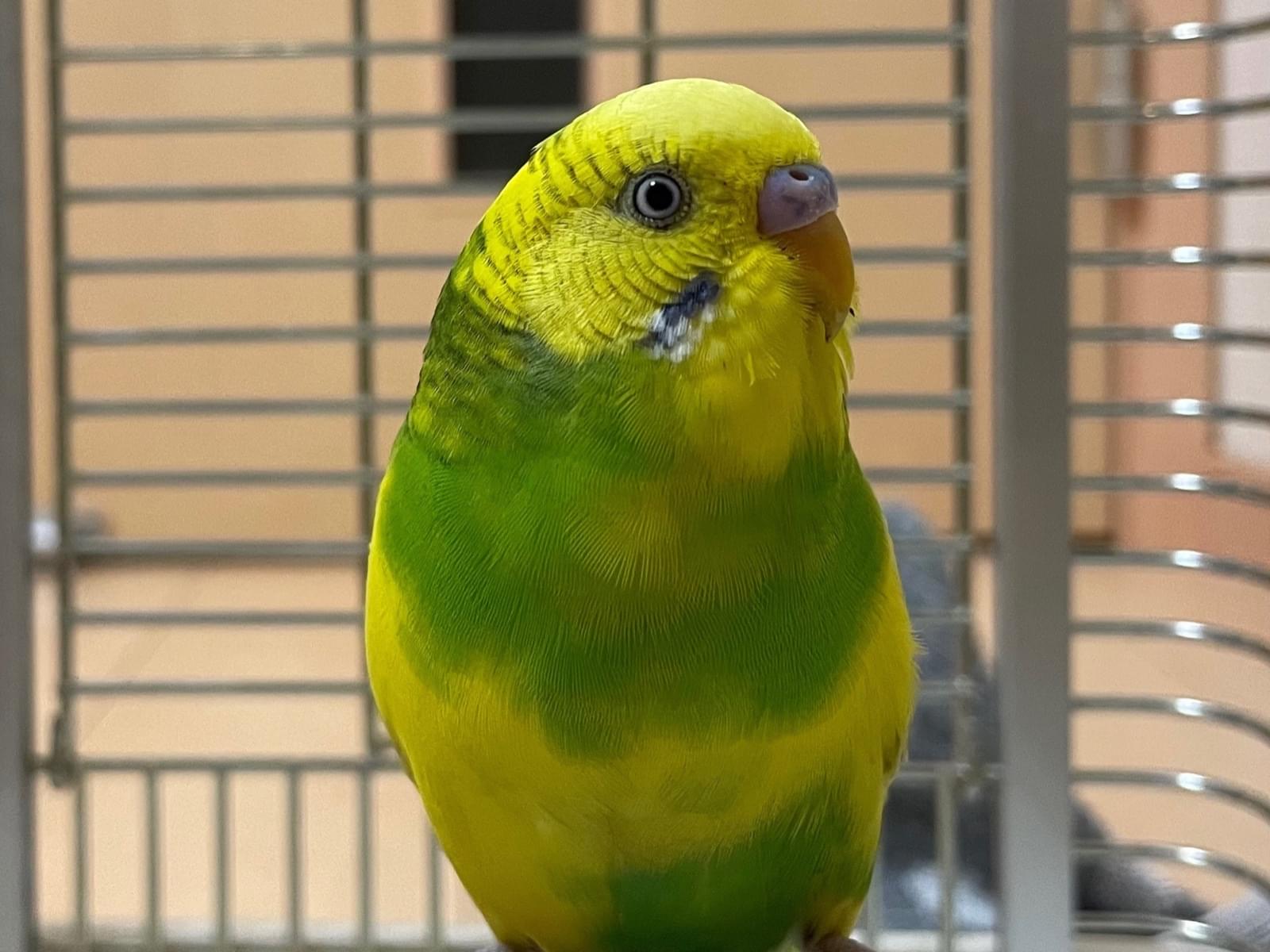 保護された鳥 保護された鳥