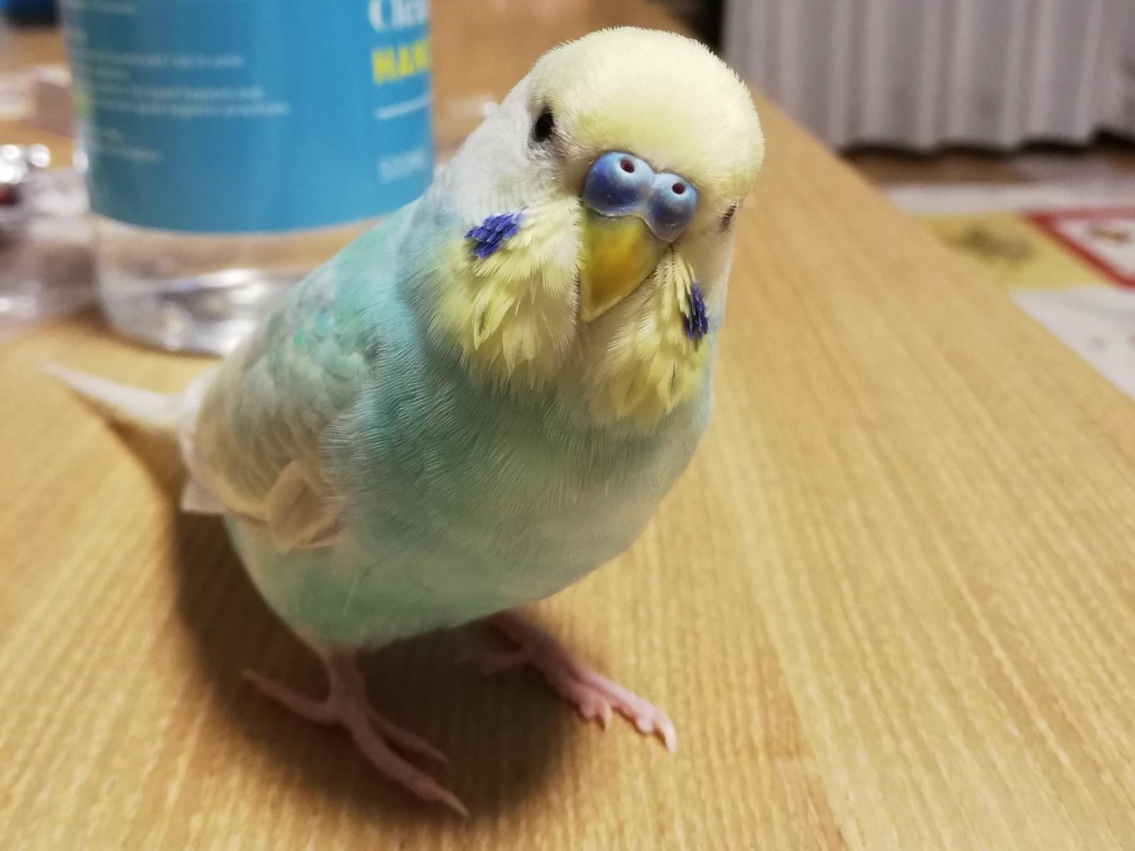 ピーちゃん ピーちゃん