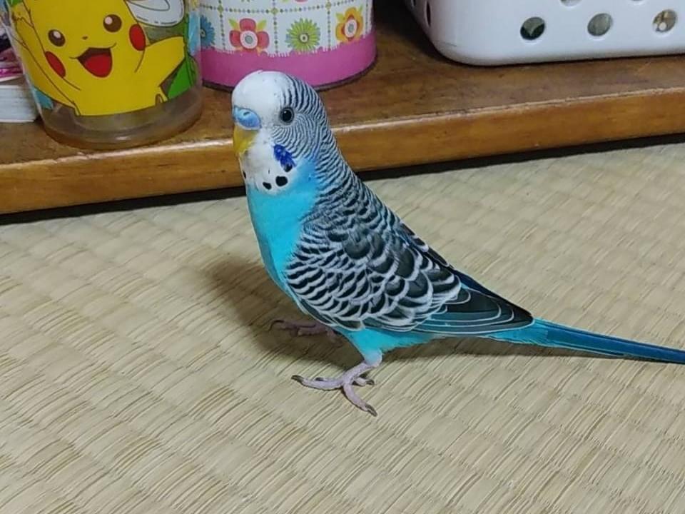 スイちゃん スイちゃん
