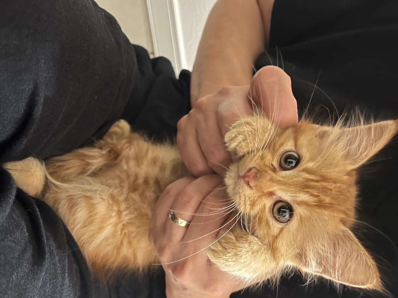 保護された猫 保護された猫