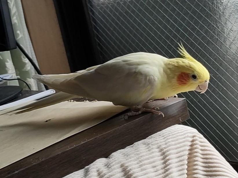 おーたんちゃん おーたんちゃん