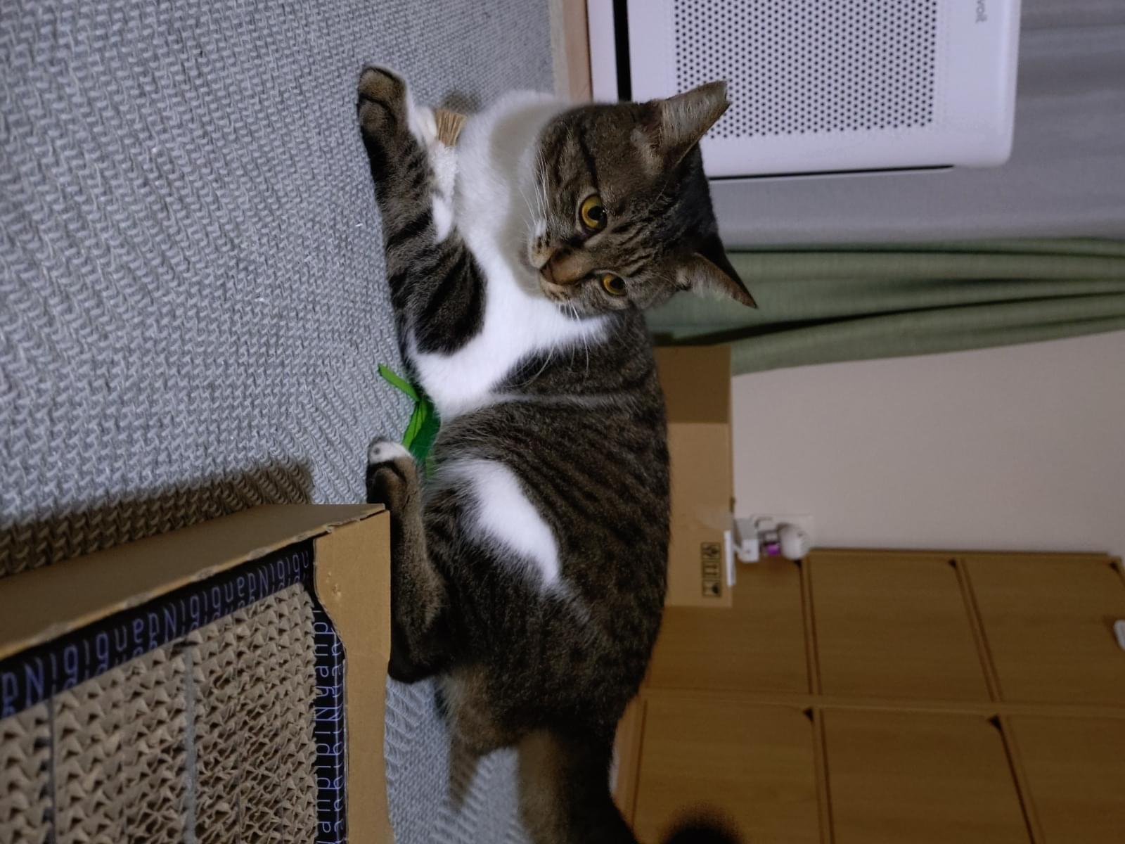 ココちゃん
