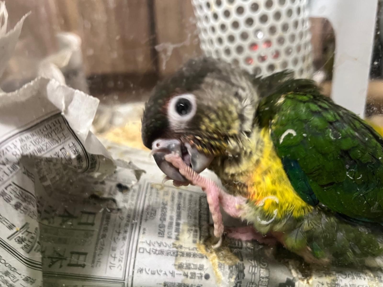 がこちゃん がこちゃん