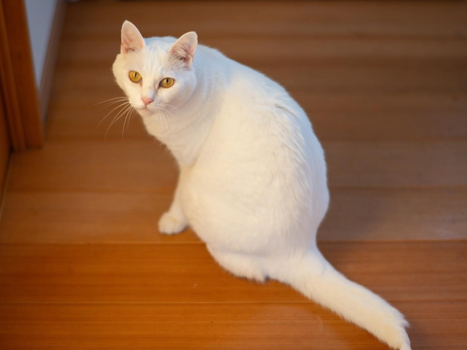 とうふちゃん とうふちゃん