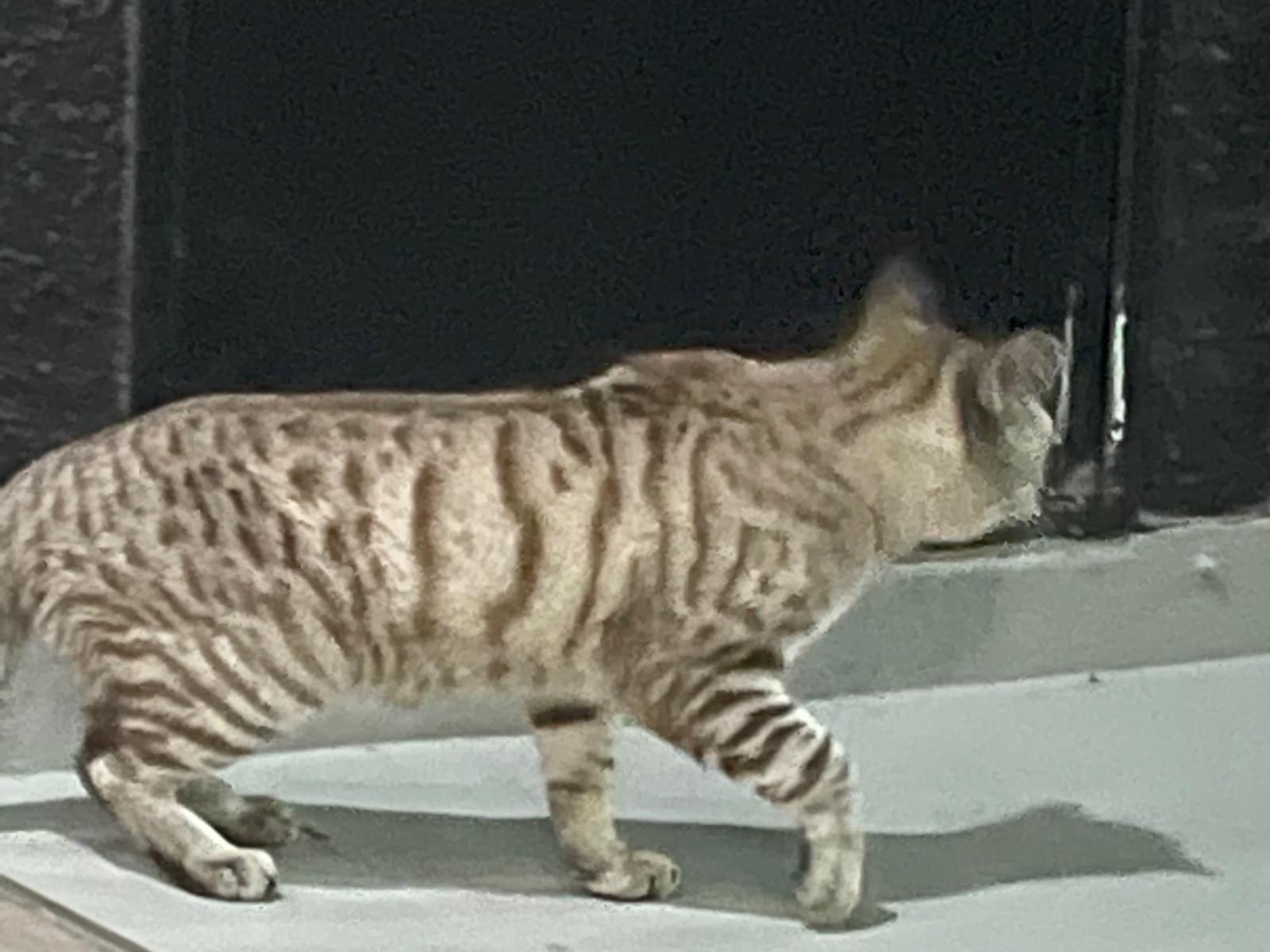 目撃された猫 目撃された猫