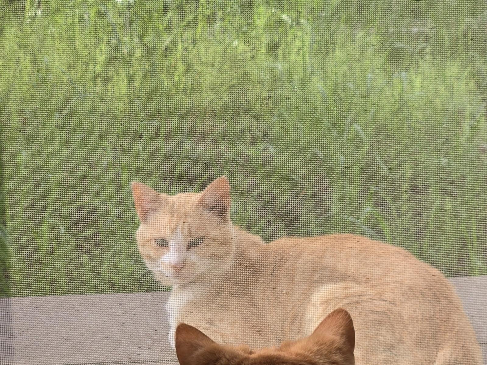 目撃された猫 目撃された猫