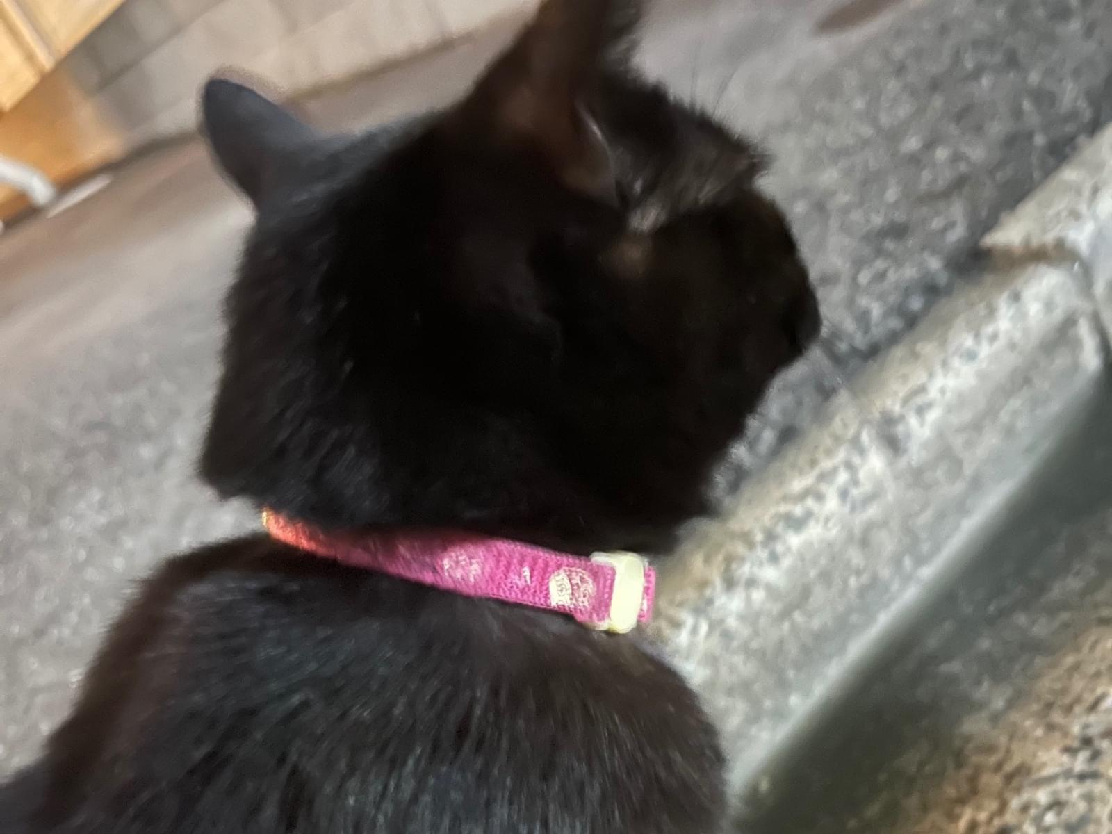 目撃された猫 目撃された猫