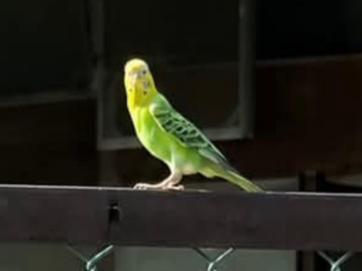 目撃された鳥