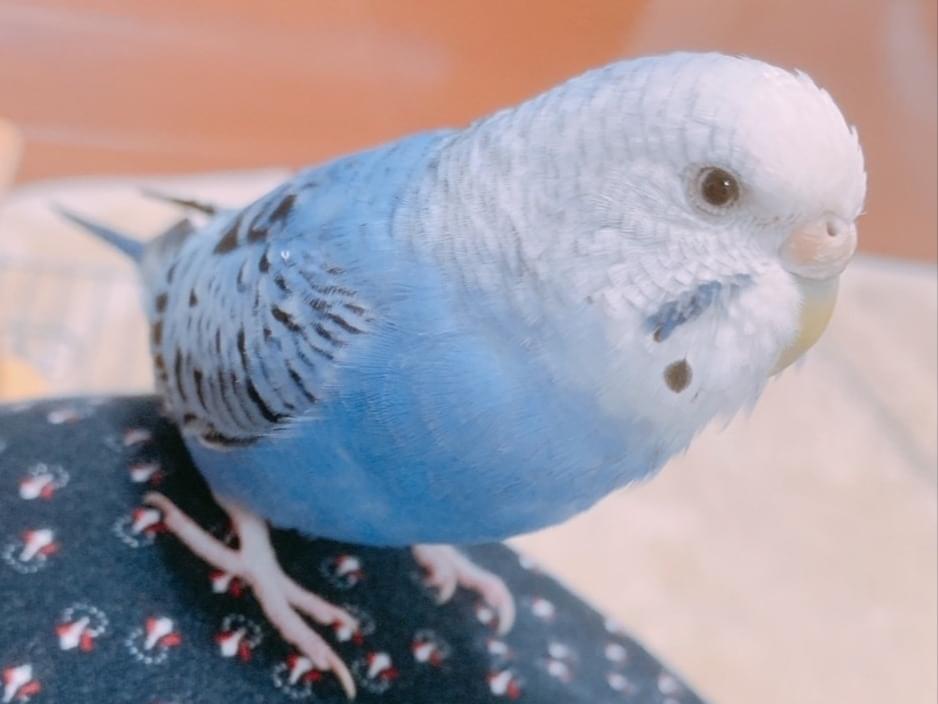 むらさきちゃん むらさきちゃん