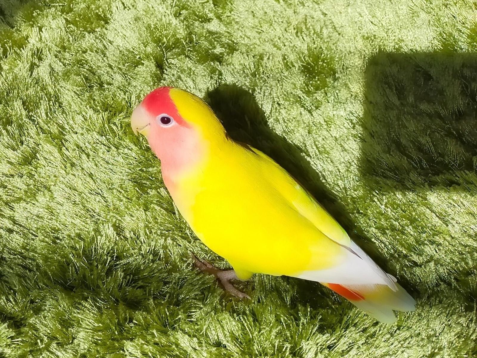 チルちゃん チルちゃん