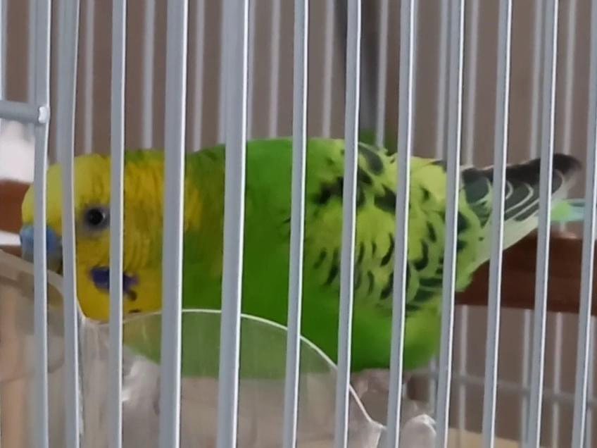 たまちゃん たまちゃん