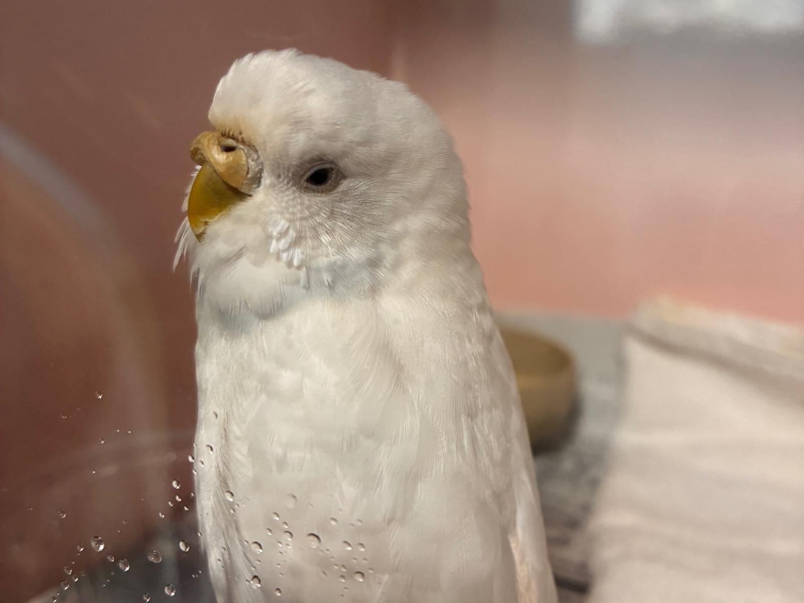 保護された鳥 保護された鳥